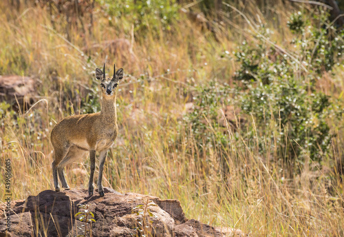 Klipspringer male antelope © Sabrina