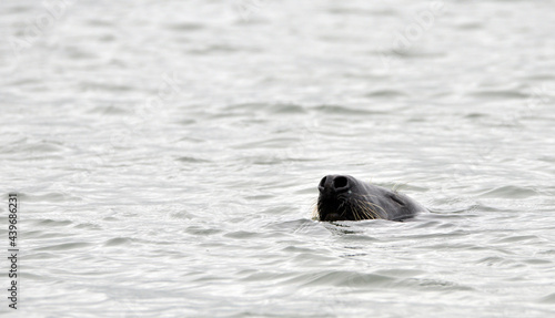 Seals at the south end of Walney, Cumbria, England, UK