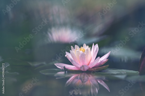 Pink waterlily with a yellow heart floating on water