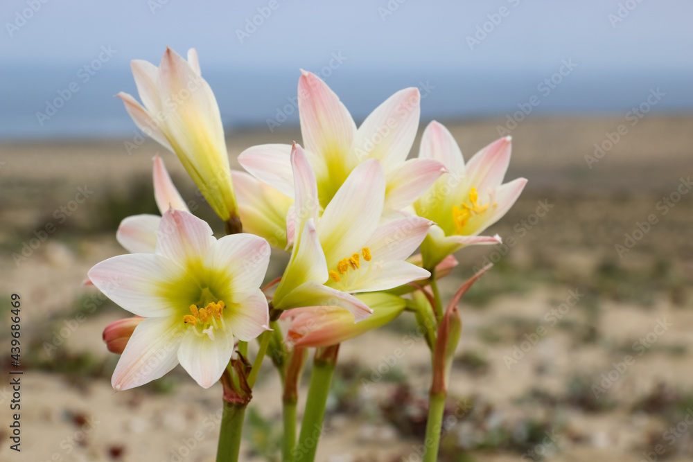 Fototapeta premium beautiful flowers on the desert coast