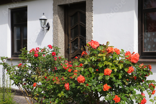 Beautiful flowers in the garden. Darss peninsula, Baltic Sea - Germany 