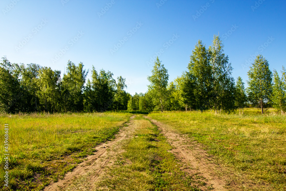 The road through the field directed straight into the wild forest at noon.