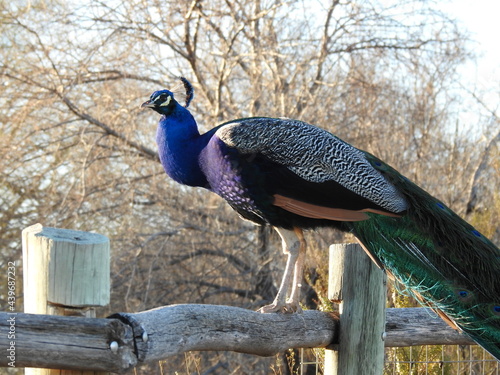 Male peacock