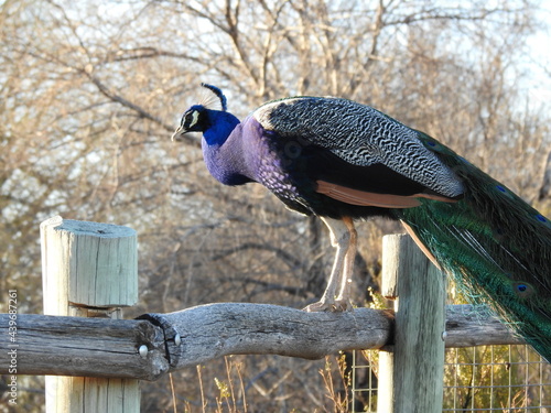 Male peacock
