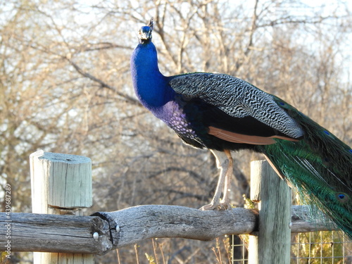 Male peacock