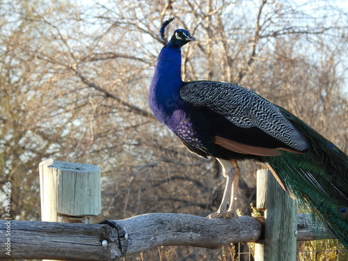 Male peacock