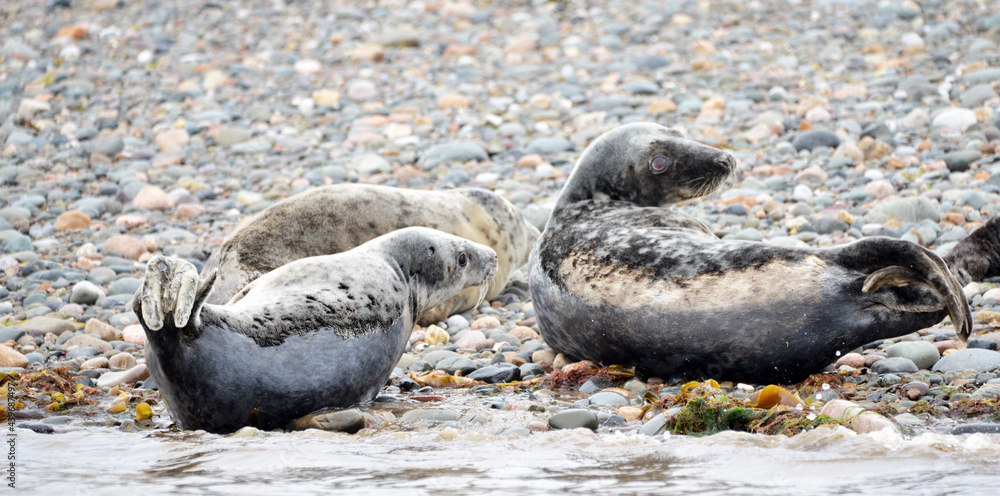 Seals at the south end of Walney, Cumbria, England, UK Seals at the south end of Walney, Cumbria, England, UK