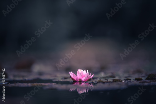 Pink waterlily with a yellow heart floating on water