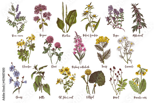 Hand drawn set of medicinal herbs