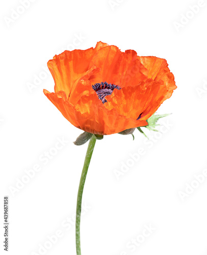 bright red poppy flower isolated on white background