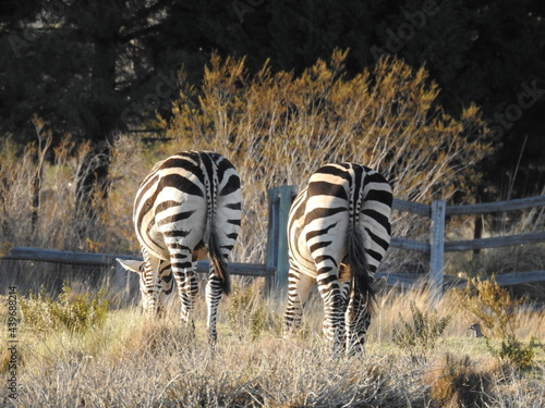African zebra
