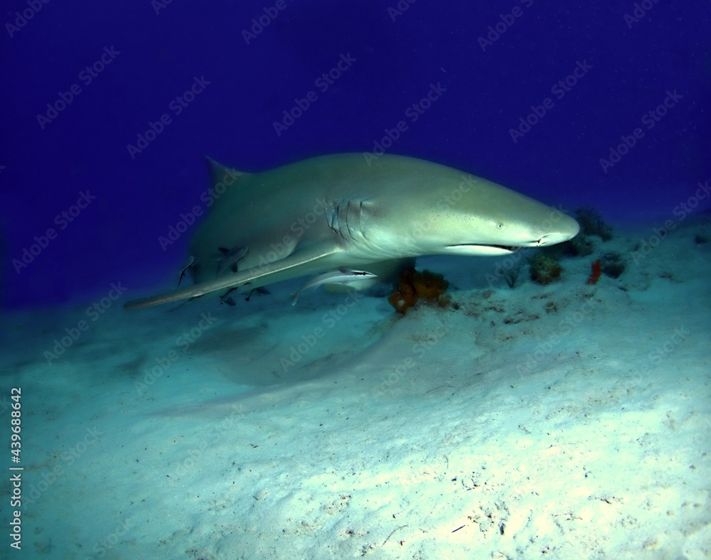 Fototapeta premium Lemon Shark on the Reef