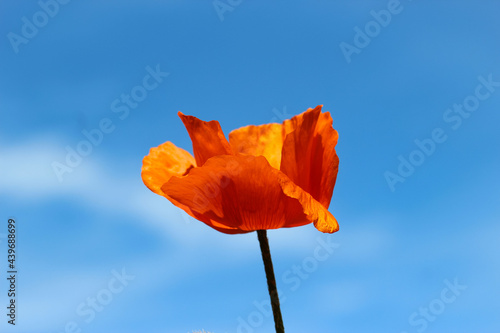 Close-up of the poppy  in counter light against the sky. 'In Full Bloom'