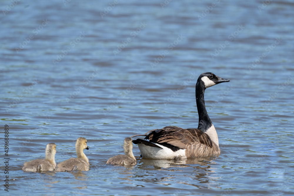 Canada Goose and Goslings Canada Goose and Goslings