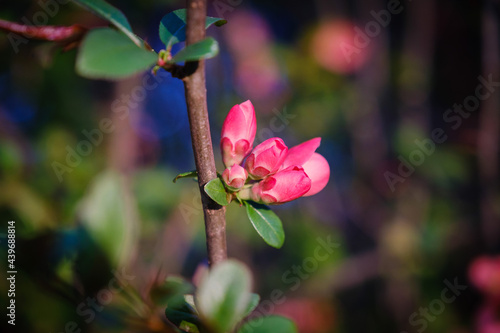 Japanese quince red spring flowers