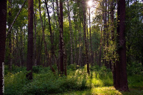 Summer hike in a mixed forest at sunset.