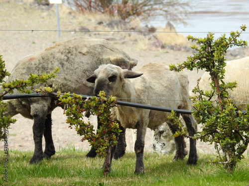 sheep eating
