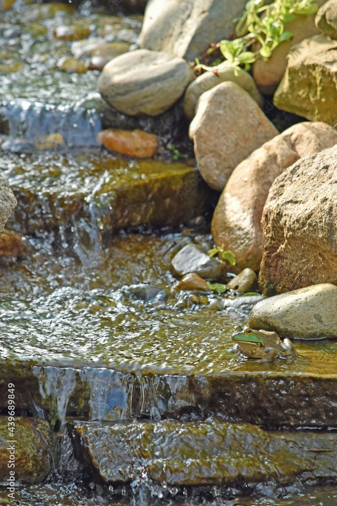 An American bullfrog makes his home in a backyard water feature. An American bullfrog makes his home in a backyard water feature.
