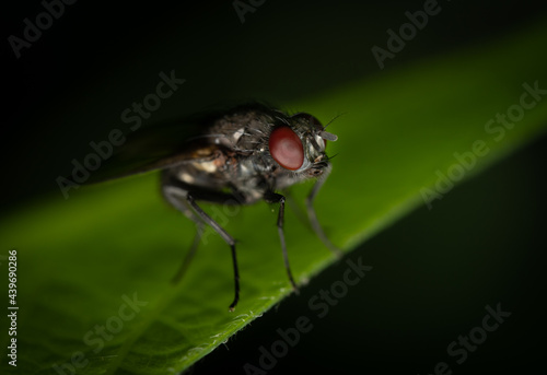 Fly Macro Shot