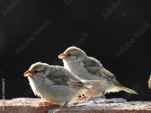 Bird