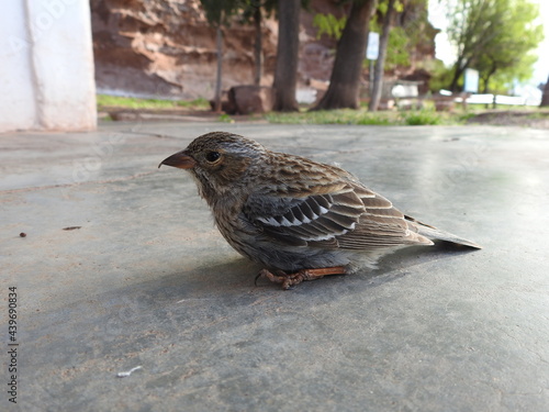 Bird