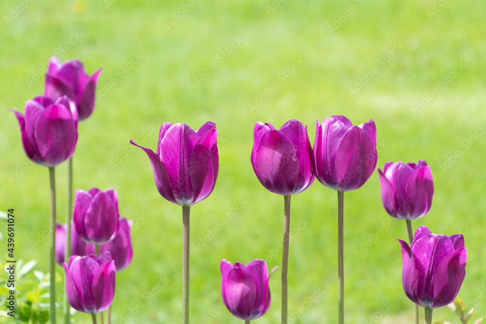 Obraz premium Purple tulips on a green background