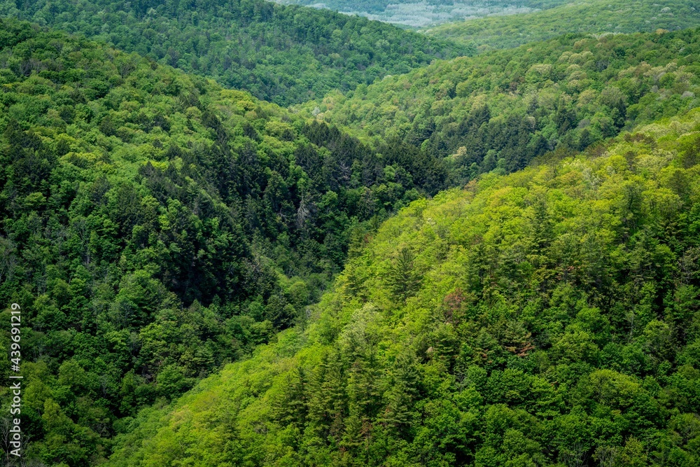 Obraz premium Pine Creek Gorge Greenery