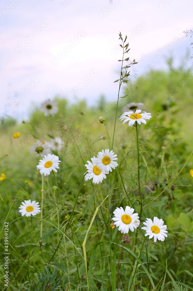 blooming field of chamomile. Beautiful background of chamomile on a field in summer on a sunny day. Wildflowers.Selective Focus