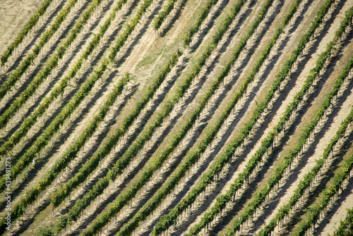 Aerial view of rows in Vienna's vineyards photo