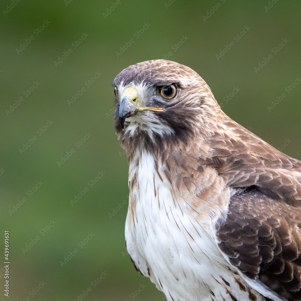 Red Tailed Hawk Portrait