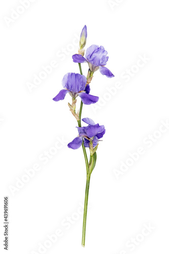 Blue iris flower on a white background. Place for your text. Layout. Vertical.