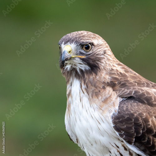 Red Tailed Hawk Portrait
