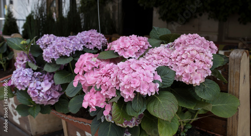 Fototapeta Naklejka Na Ścianę i Meble -  Ornamental shrubs of red and purple hydrangeas and petunias in large outdoor pots line the border of outdoor cafes
