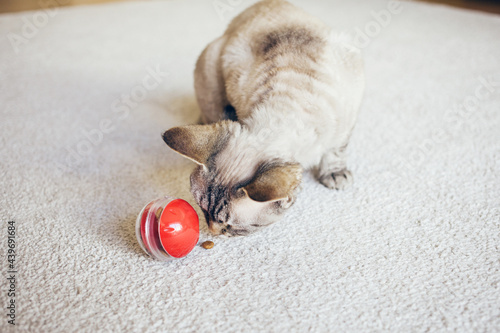 Curious Devon Rex cat is playing with red color toy ball dispenser with snacks inside that slowly drops out when cat pushes it. Home interior background, natural light © veera