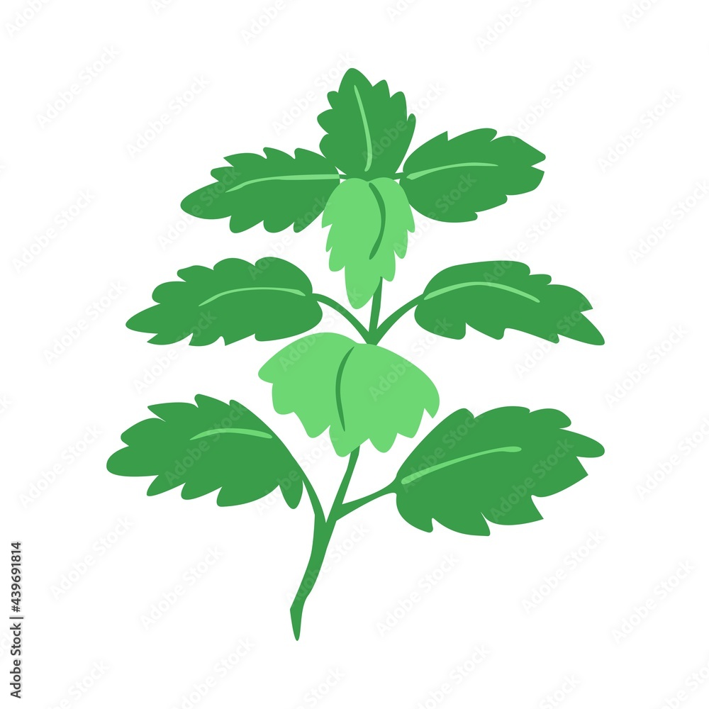 Lemon balm bunch branch with leaves isolated on white. Medical herbs and plants. Hand drawn silhouette vector illustration in botanical sketch style. Design for packaging tea, oil, print, textile Lemon balm bunch branch with leaves isolated on white. Medical herbs and plants. Hand drawn silhouette vector illustration in botanical sketch style. Design for packaging tea, oil, print, textile