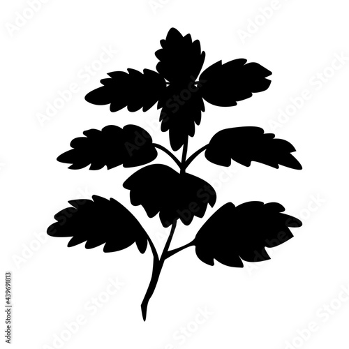 Lemon balm bunch branch with leaves isolated on white. Medical herbs and plants. Hand drawn silhouette vector illustration in  botanical sketch style. Design for packaging tea, oil, print, textile