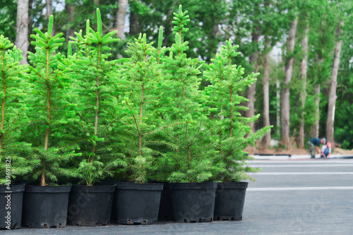 spruce or fir tree seedlings in pots in a tree nursery © Evgeny