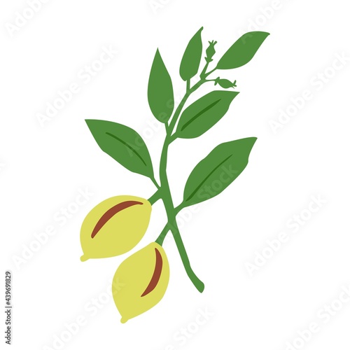 Hand drawn Nutmeg plant branch isolated on white background. Botanical vector illustration.  Design herbal seasoning ingredient, culinary and cooking flavor for card, menu, print