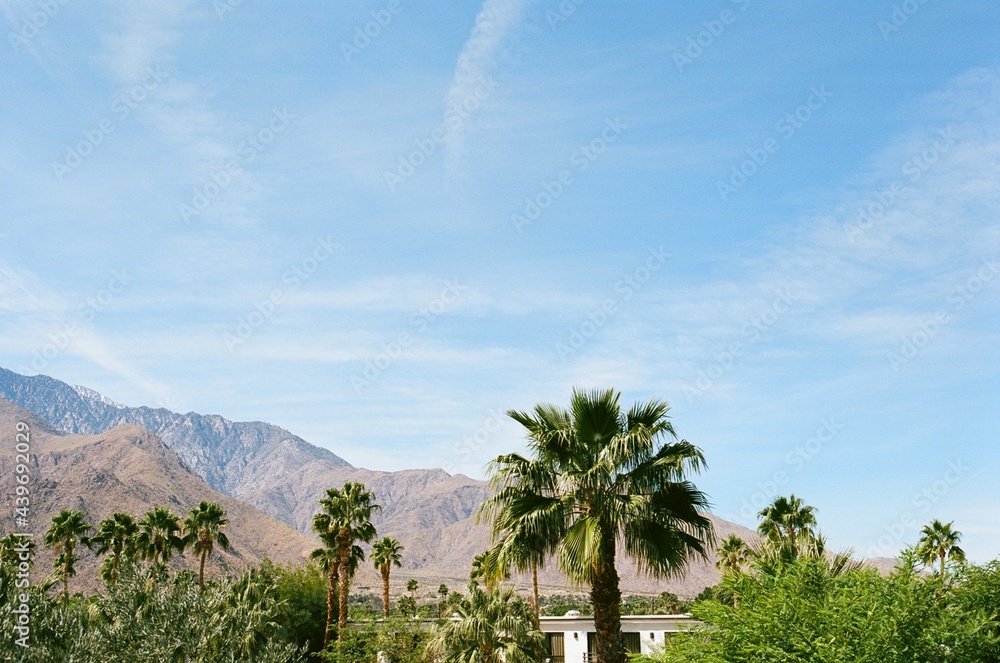 Desert palm trees and mountains Desert palm trees and mountains