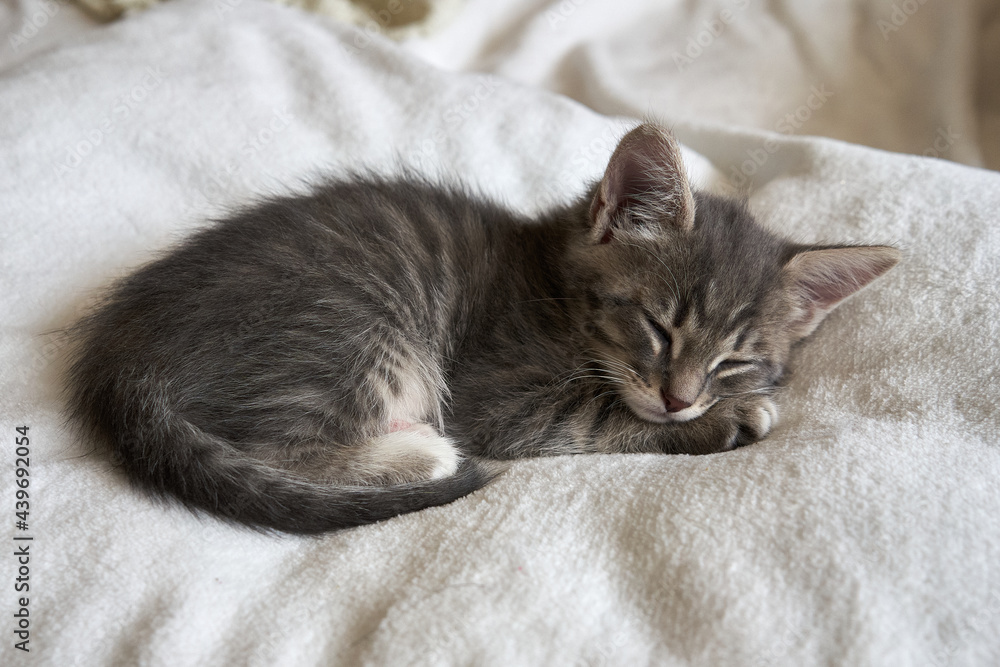 kitten animal cat lies sleeping on the bed sofa on a light background