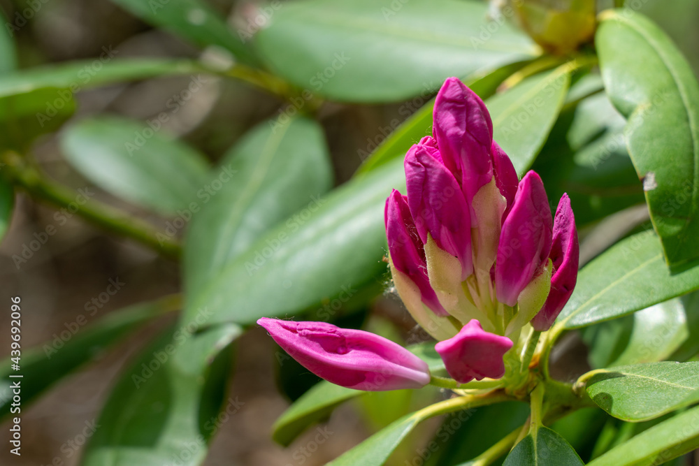 Rhododendron Starting to Bloom