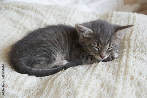 kitten animal cat lies sleeping on the bed sofa on a light background