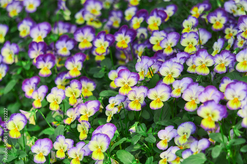 bright natural floral background with pansies