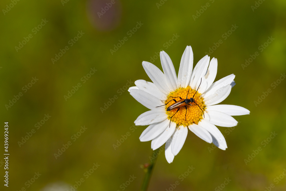 Leptura melanura clears on a daisy (Leucanthemum vulgare) Leptura melanura clears on a daisy (Leucanthemum vulgare)