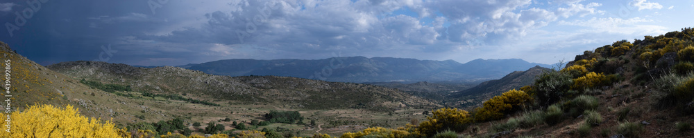 Fototapeta premium Piorno blossom blooming, at the Puerto de Navalmoral, near Gredos mountain range