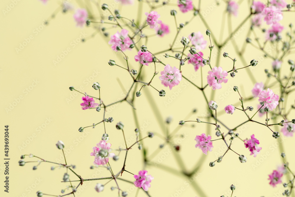 Beautiful pink Baby's Breath flowers against a yellow background Beautiful pink Baby's Breath flowers against a yellow background