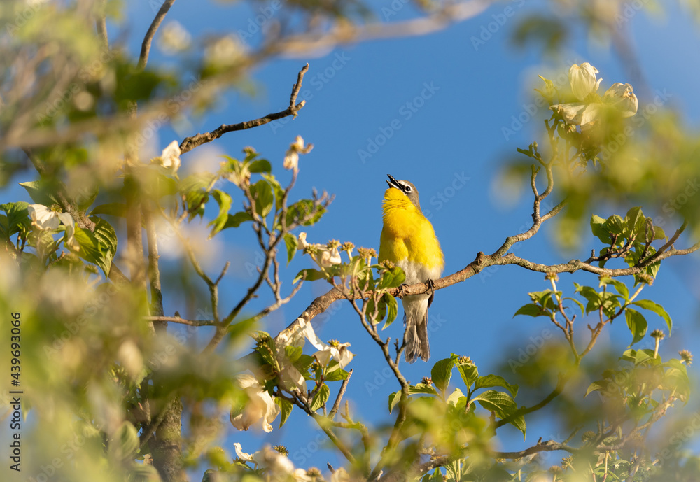 Fototapeta premium Yellow Breasted Chat