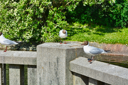 Vögel in einem Park am Wasser photo