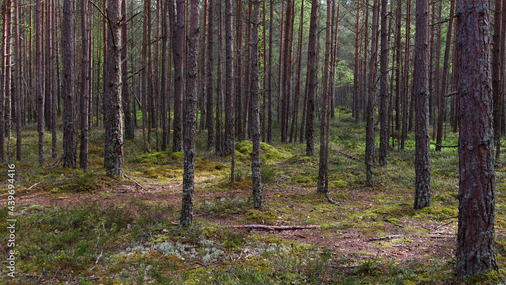 Pine forest. Lots of tree trunks Pine forest. Lots of tree trunks