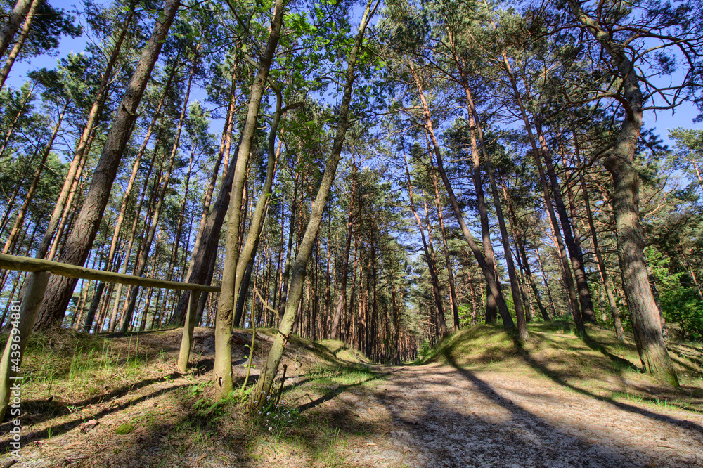 A forest on the coast of the Baltic Sea - Katy Rybackie city A forest on the coast of the Baltic Sea - Katy Rybackie city